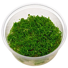 Rotala rotundifolia in Vitro