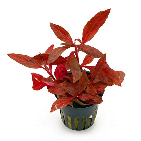 potted plant Alternanthera reineckii