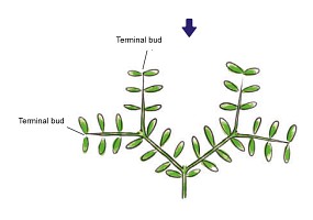 ADA Trimming scissors