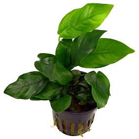 potted plant Anubia barteri var nana