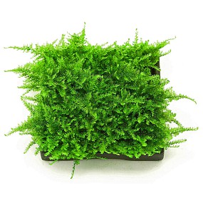 Moss on a ceramic pad