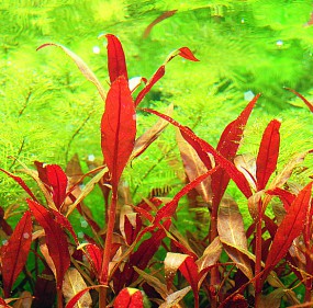 ADA Ludwigia Red