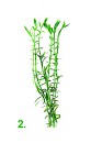 Rotala Spec Green