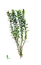 Rotala Green Macranda