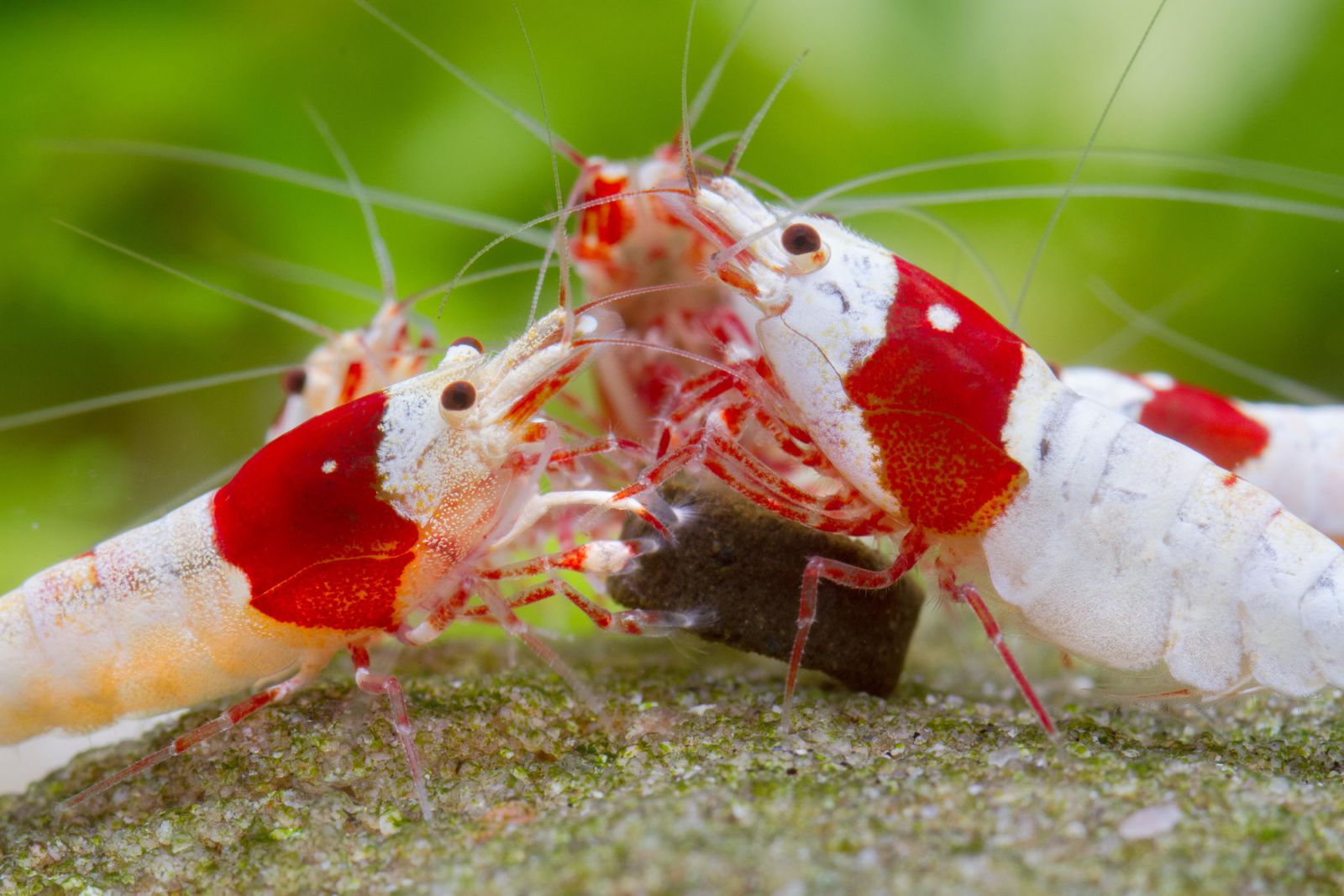 Feeding shrimp properly Aquasabi Aquasabi Aquascaping Shop