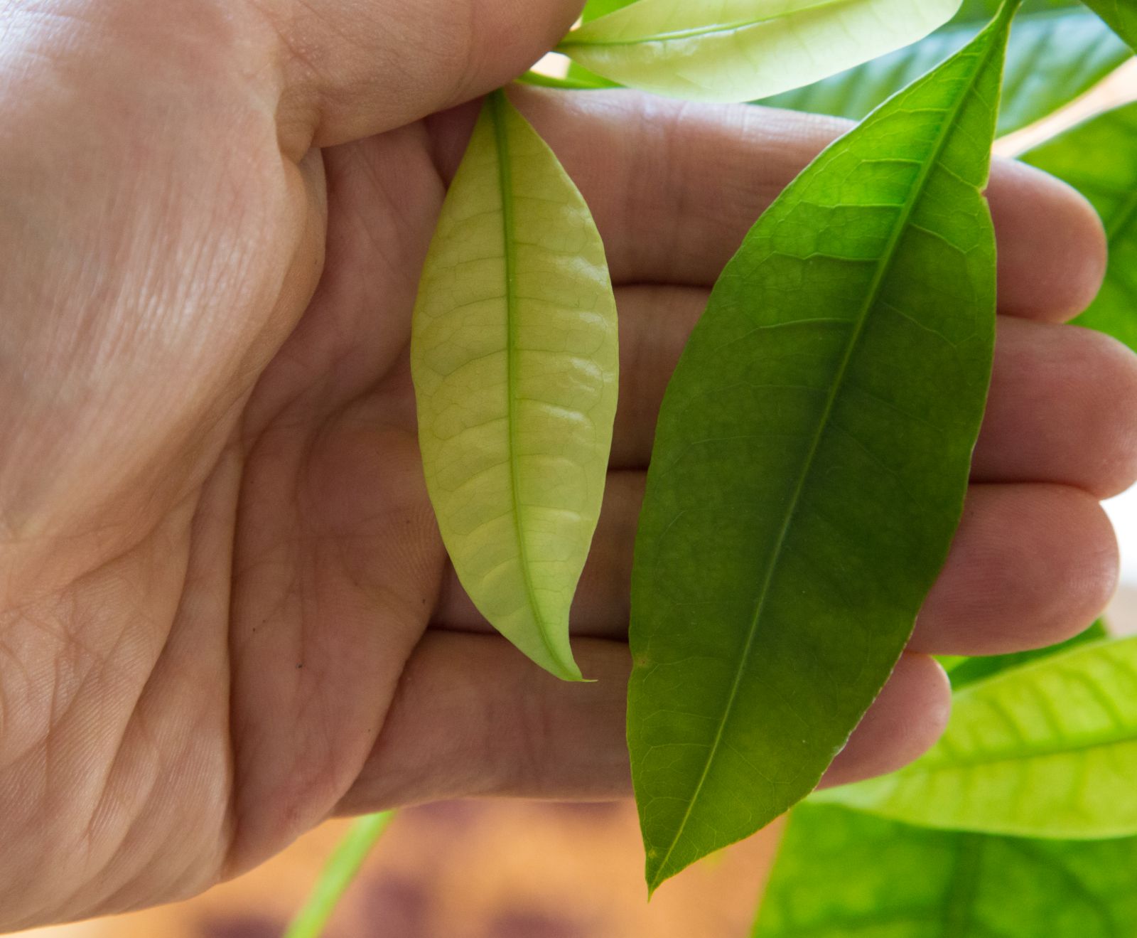 Deficiency symptoms in aquatic plants Aquasabi Aquasabi