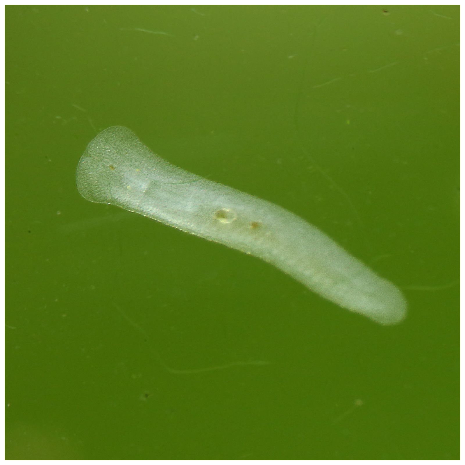 Parasites in your aquarium Aquasabi Aquasabi Aquascaping Shop