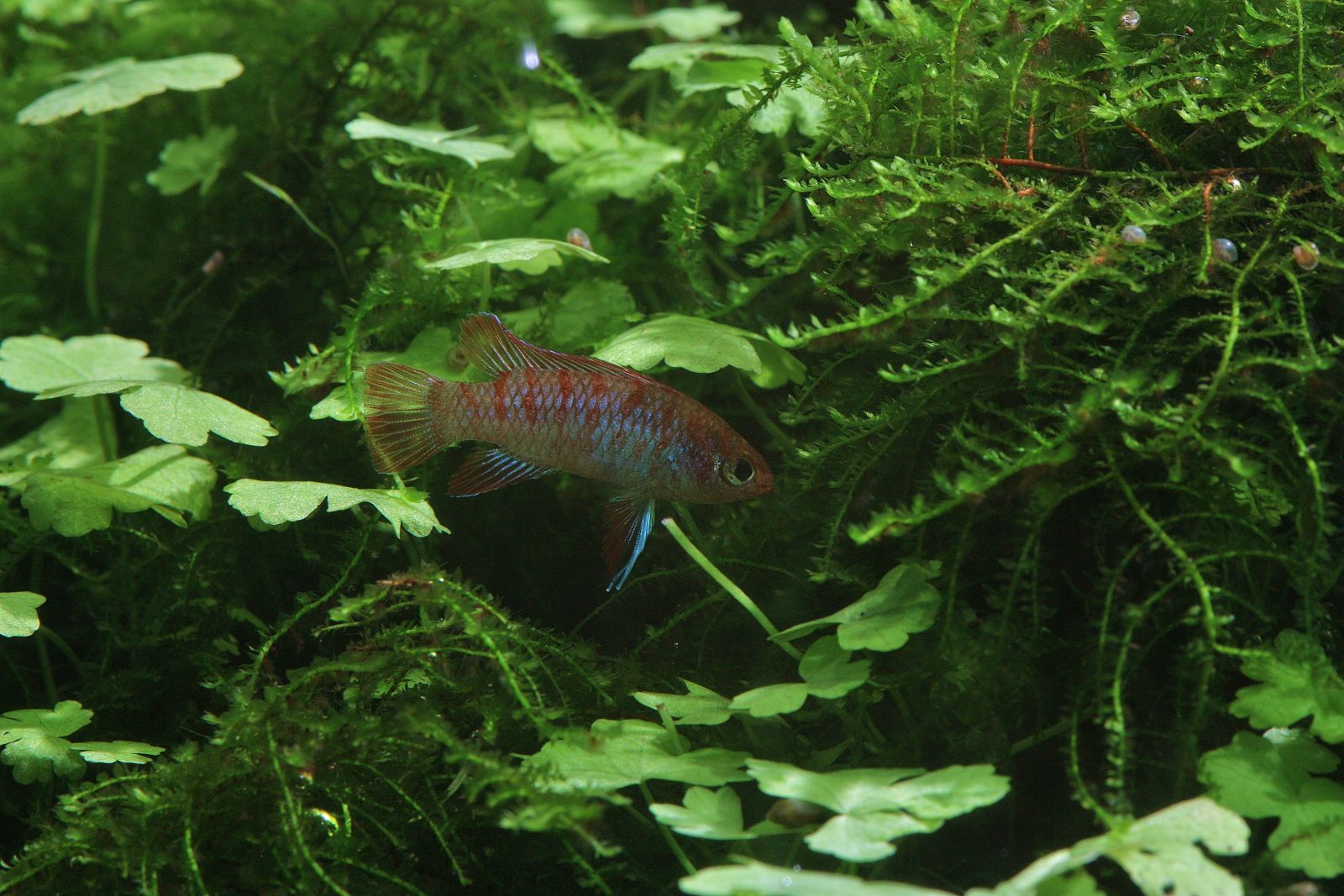 Strömungspumpe im Süßwasser Aquarium - Hält das Becken Sauber - Ist besser  für die Fische 