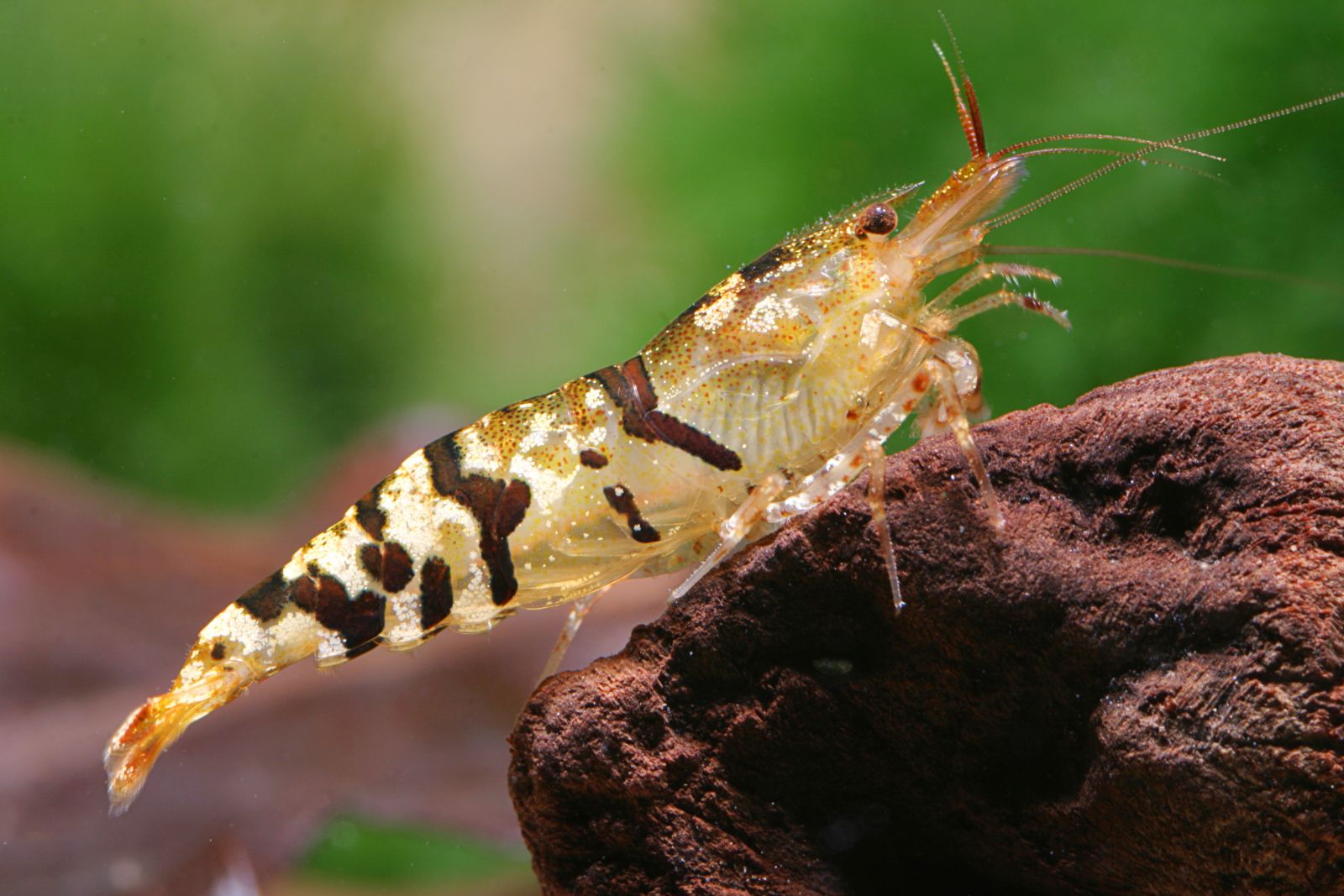 SCALARE Sable de rivière - Bubba's Shrimps