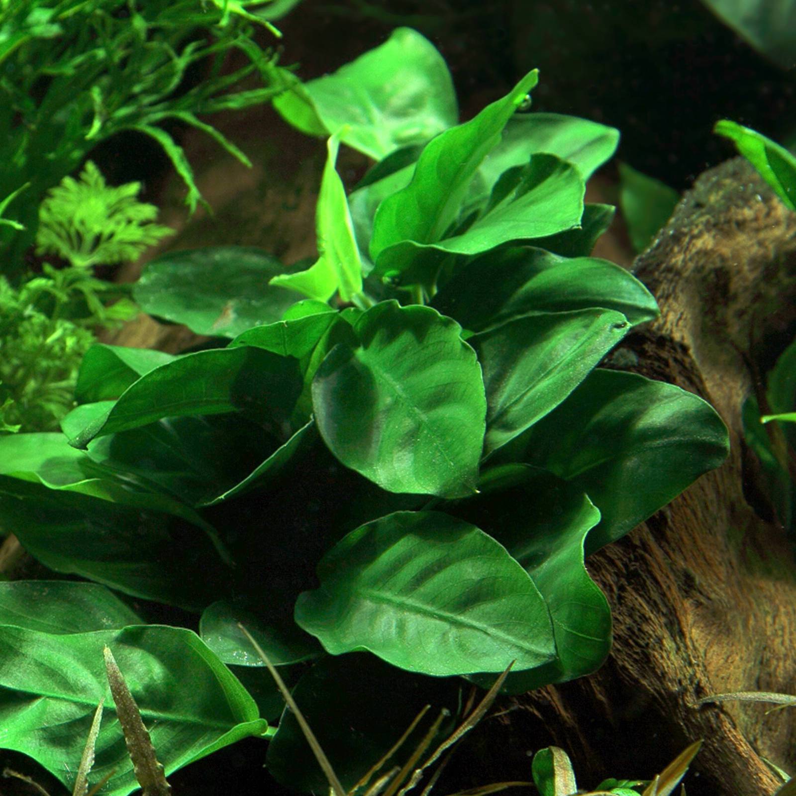 Anubias barteri var nana