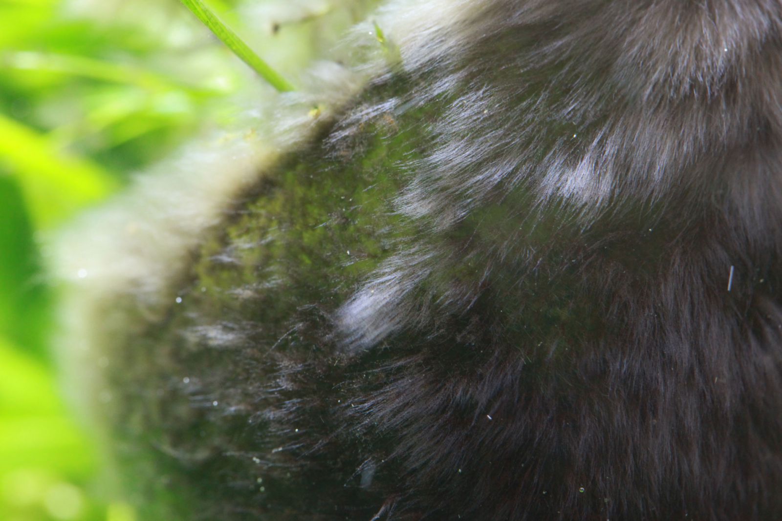 Black beard algae (BBA) Aquasabi Aquasabi Aquascaping Shop