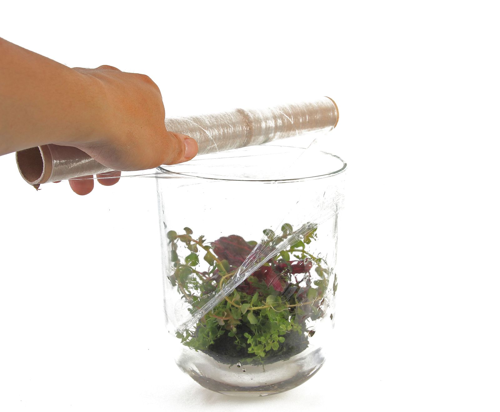 它的花瓶内的Wabi-Kusa