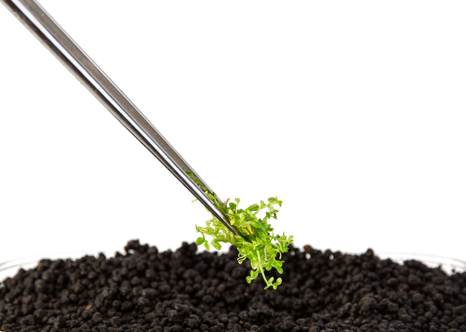 Resultado de imagen de plant tweezers sera