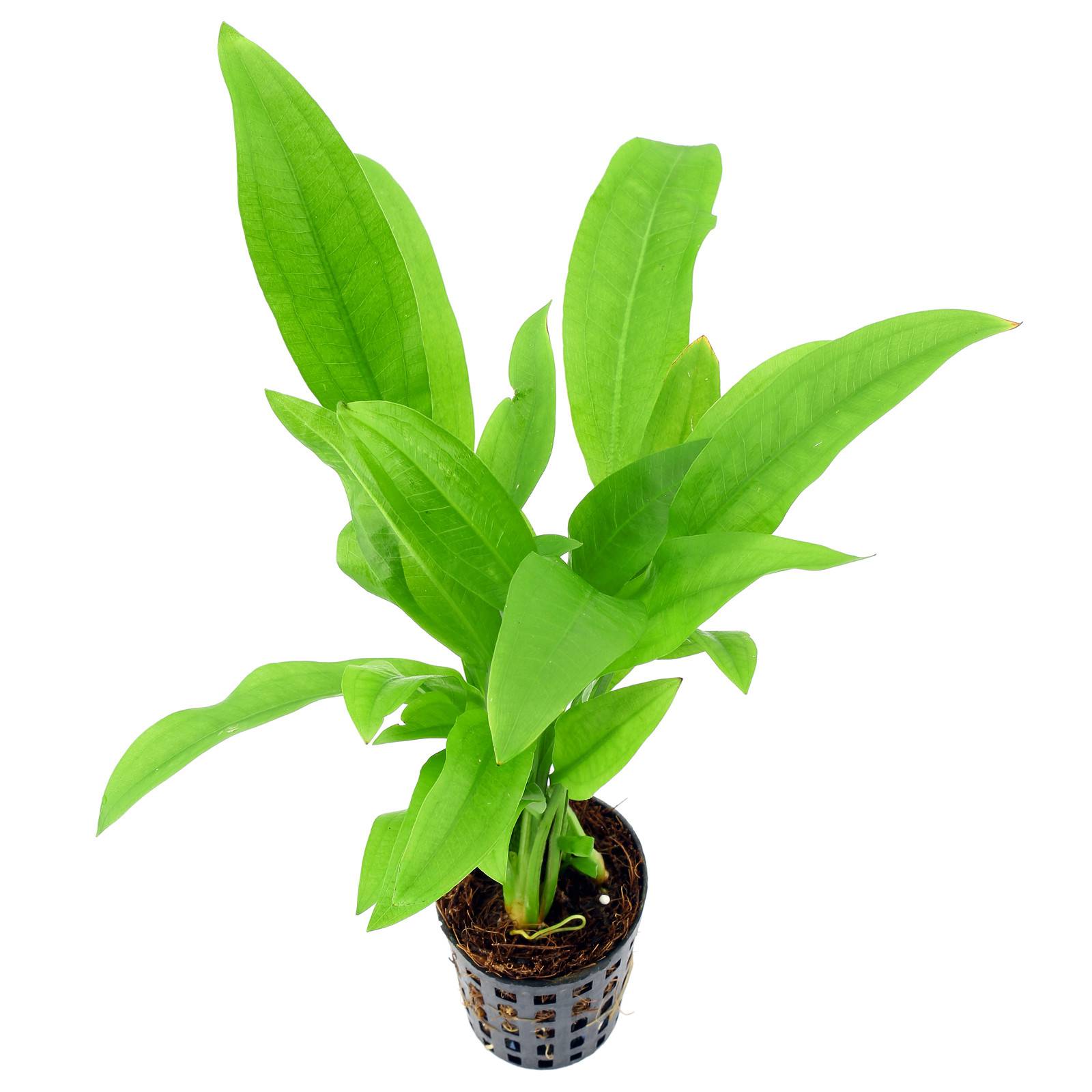 Echinodorus grisebachii 'Parviflorus' Schwarze AmazonasSchwertpflanze