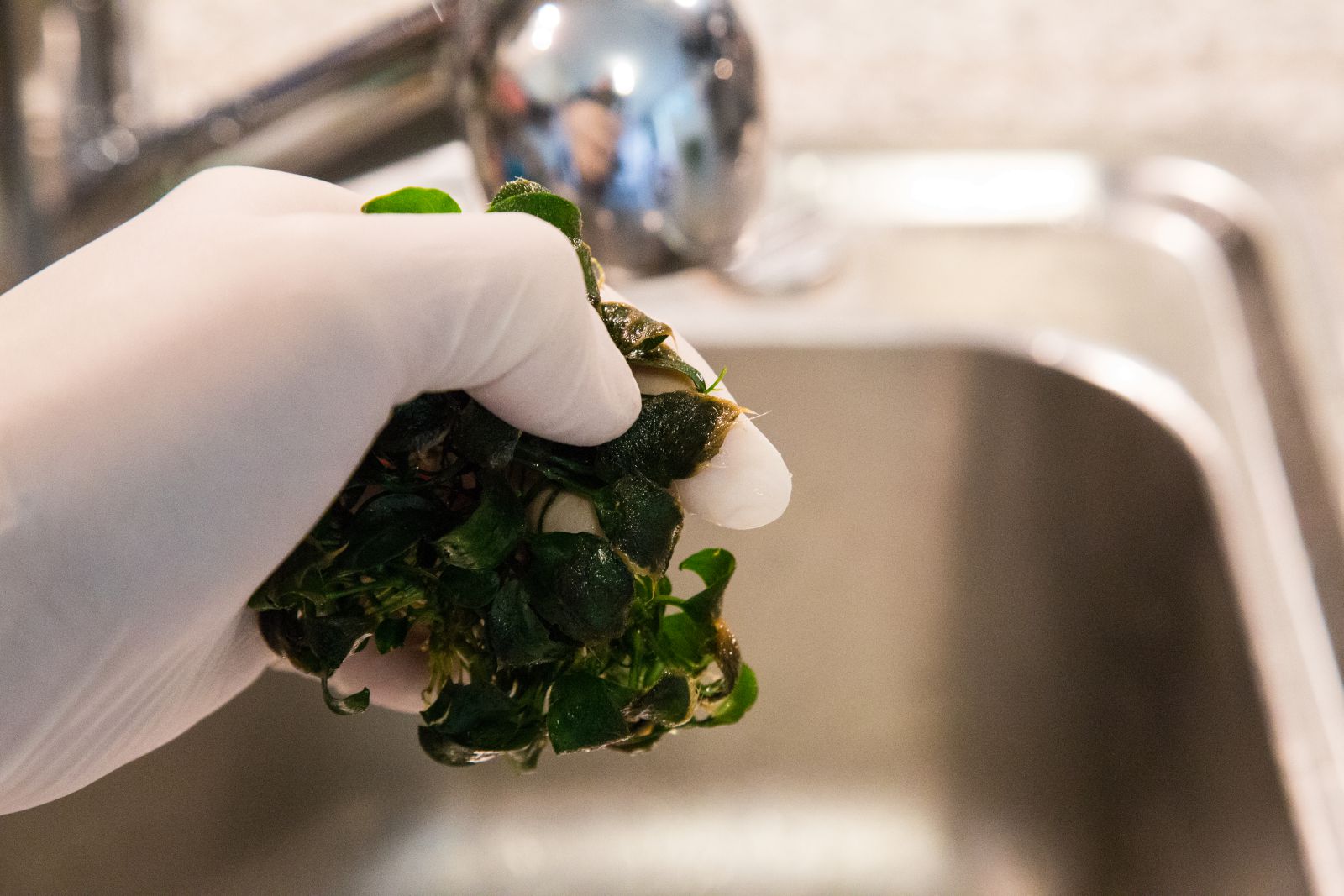 Getting rid of algae the bleach bath method Aquasabi Aquasabi