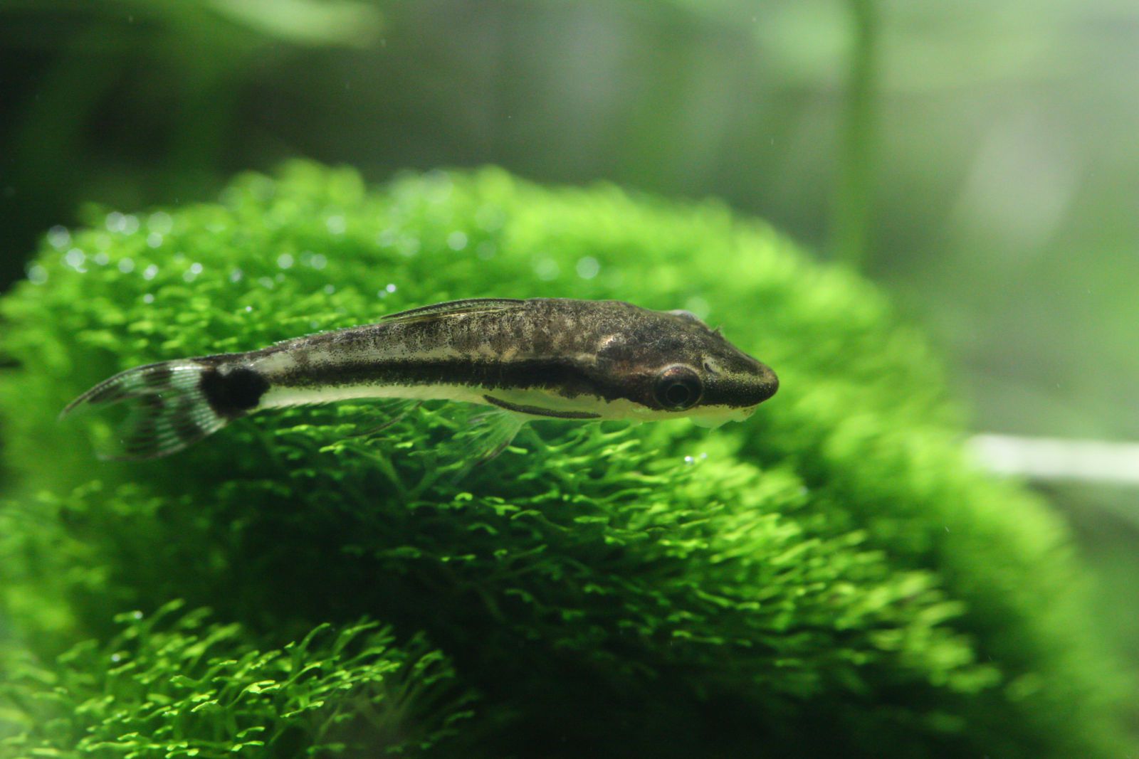Welse für ein bepflanztes Aquarium - Aquascaping Wiki | Aquasabi