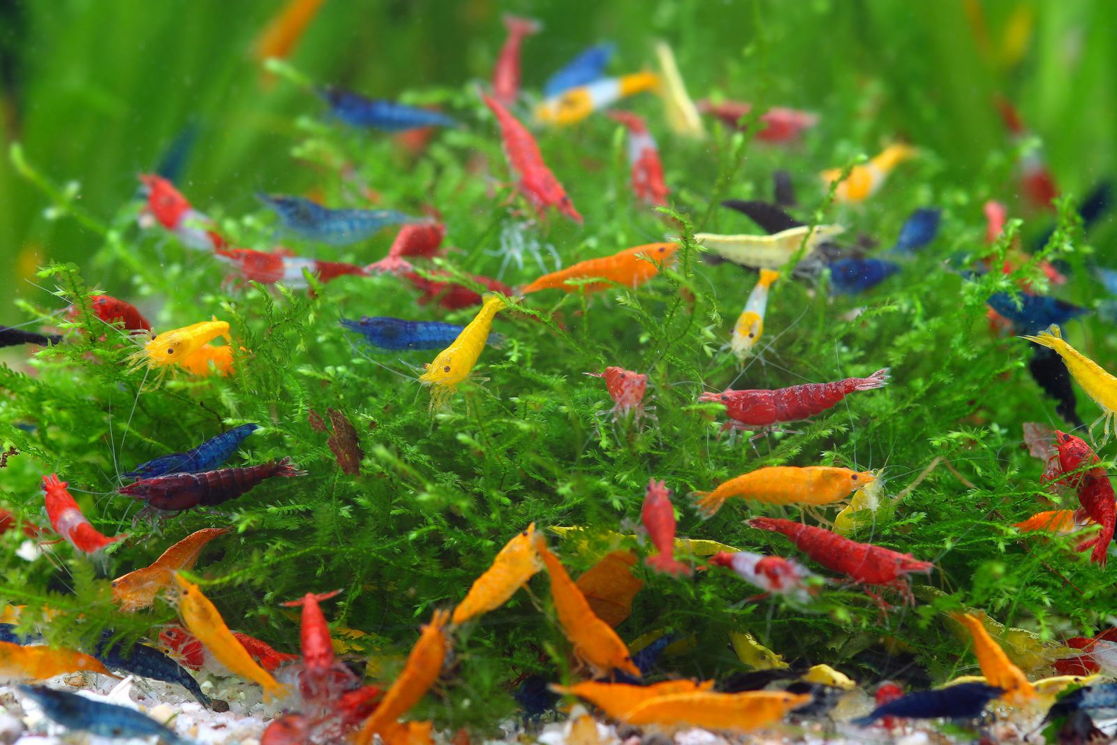 Shrimp in a planted tank Aquasabi Aquasabi Aquascaping Shop