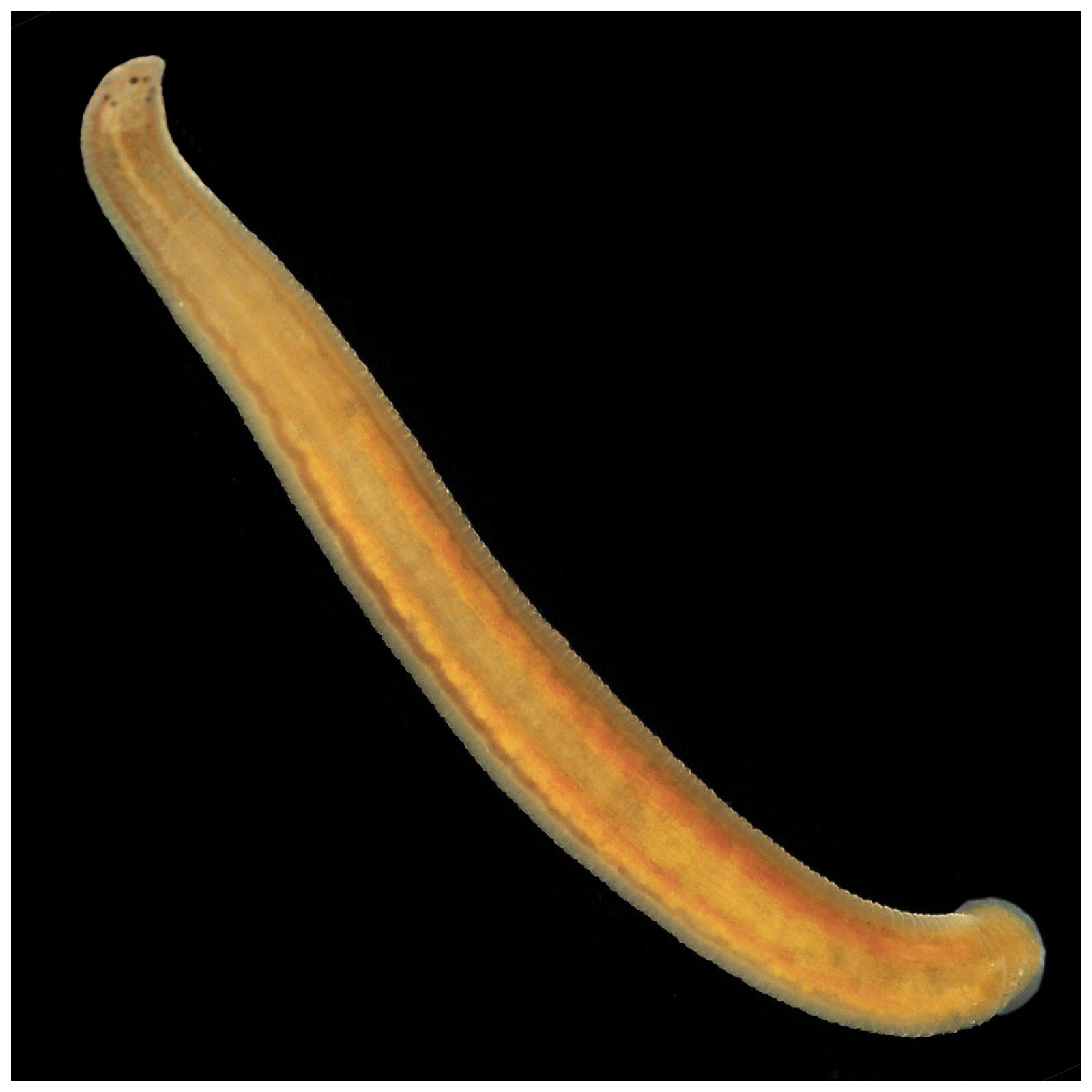 Parasites in your aquarium Aquasabi Aquasabi Aquascaping Shop