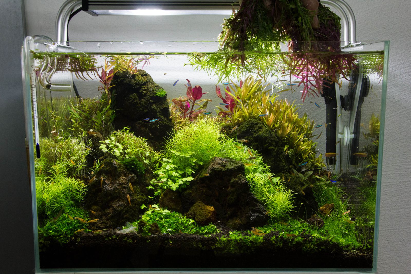 R��ckschnitt h ndisch entfernen