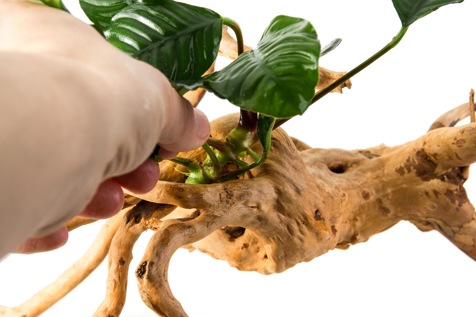 wedging epiphytes between the decoration