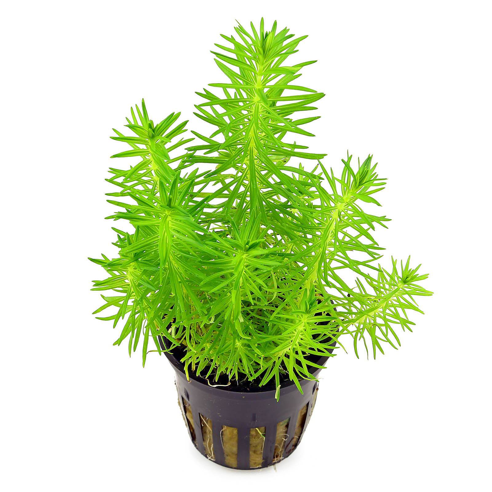 Pogostemon erectus Pogostemon erectus