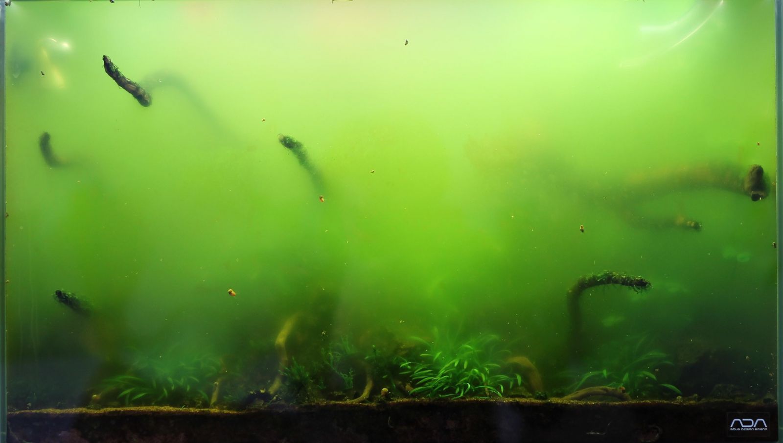 Позеленела вода в аквариуме