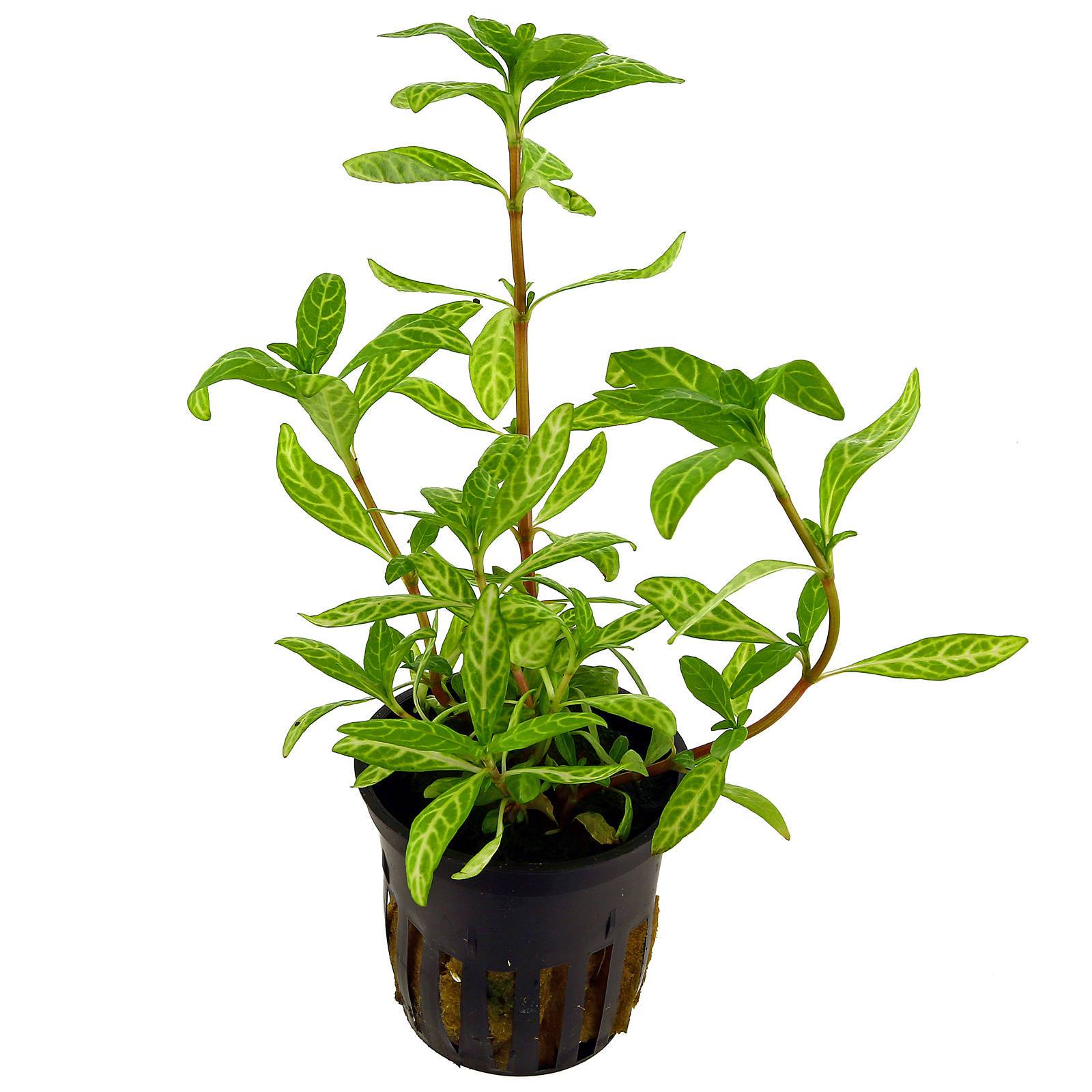 Hygrophila polysperma 'Rosanervig' - Sunset-Wasserfreund
