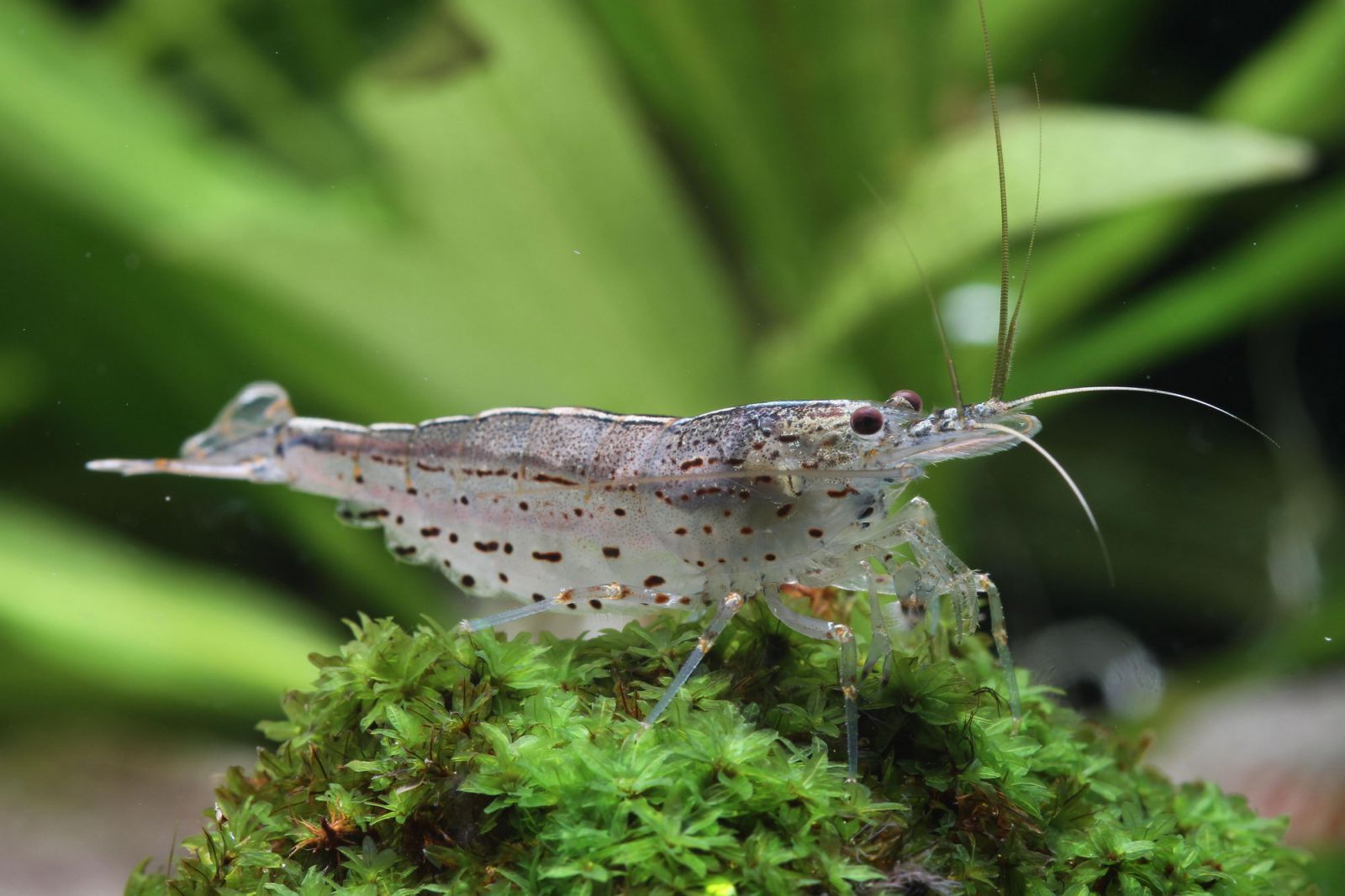 Garnelen im Pflanzenaquarium Aquasabi Aquasabi Aquaristik Shop