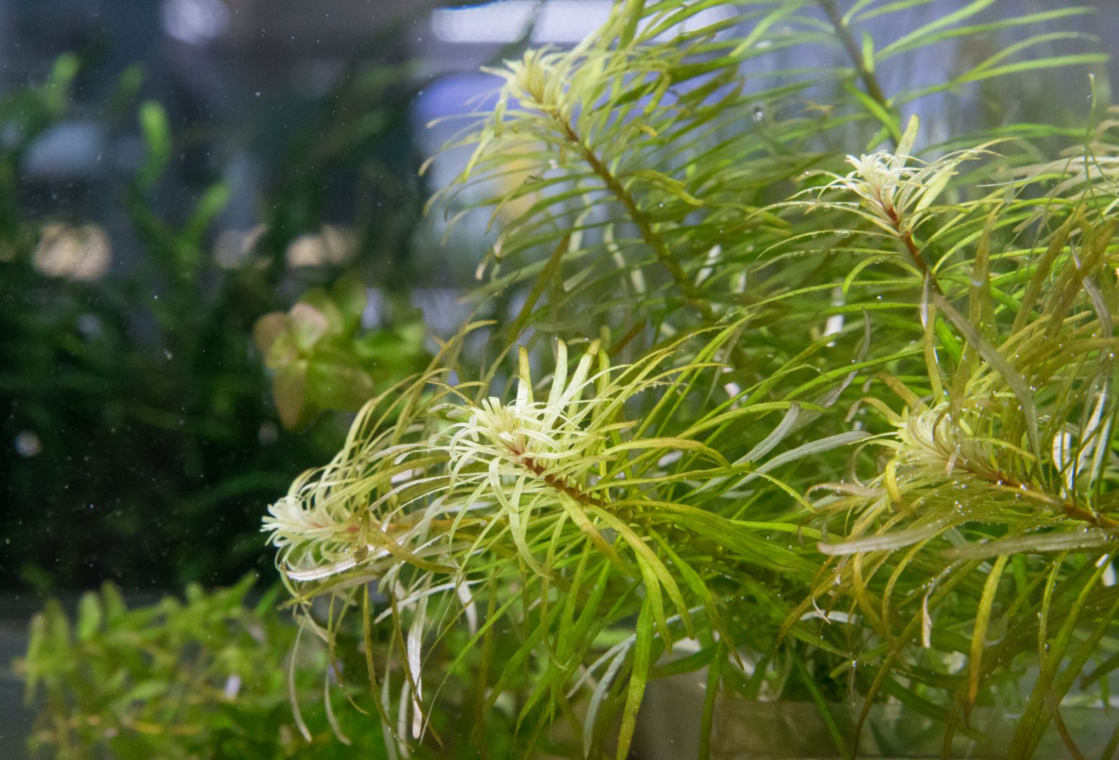 Deficiency symptoms in aquatic plants Aquasabi Aquasabi