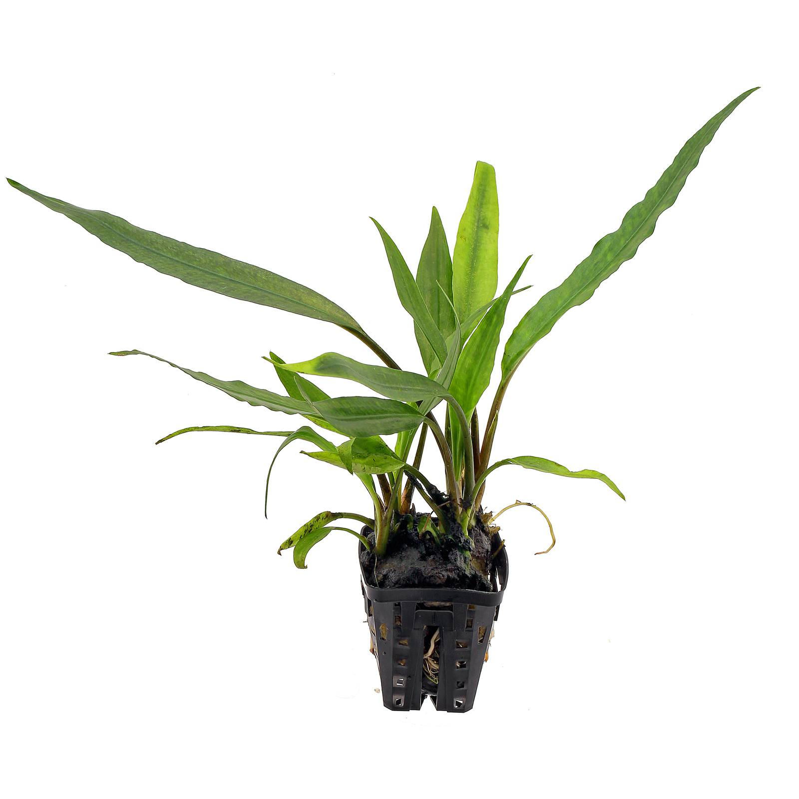 Lagenandra thwaitesii Thwaites' Lagenandra