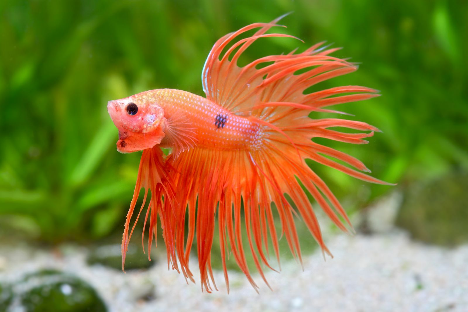 Nano fish Aquasabi Aquasabi Aquascaping Shop