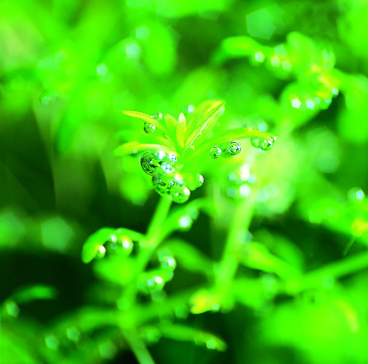 Create the Beauty of Plant Cluster - | Aquasabi | Aquasabi