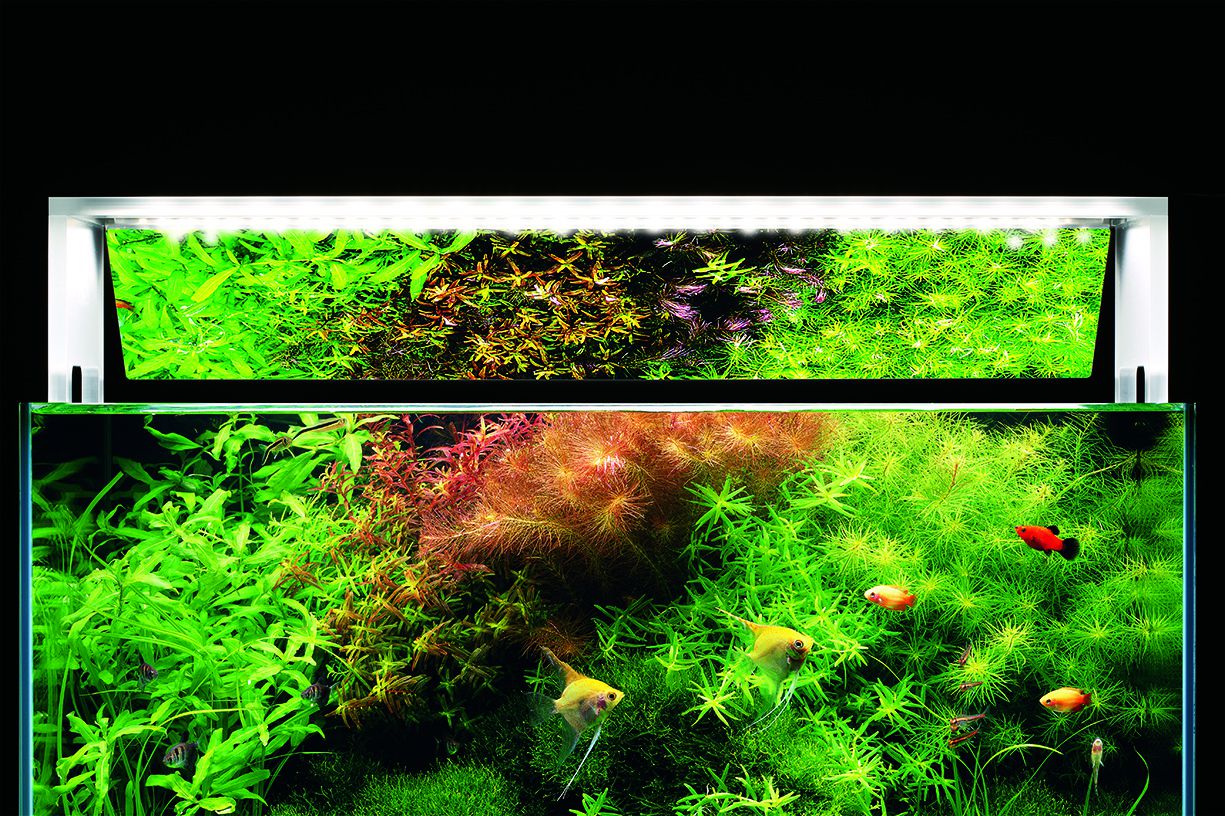 Sukei Research: Lighting II -, Aquasabi