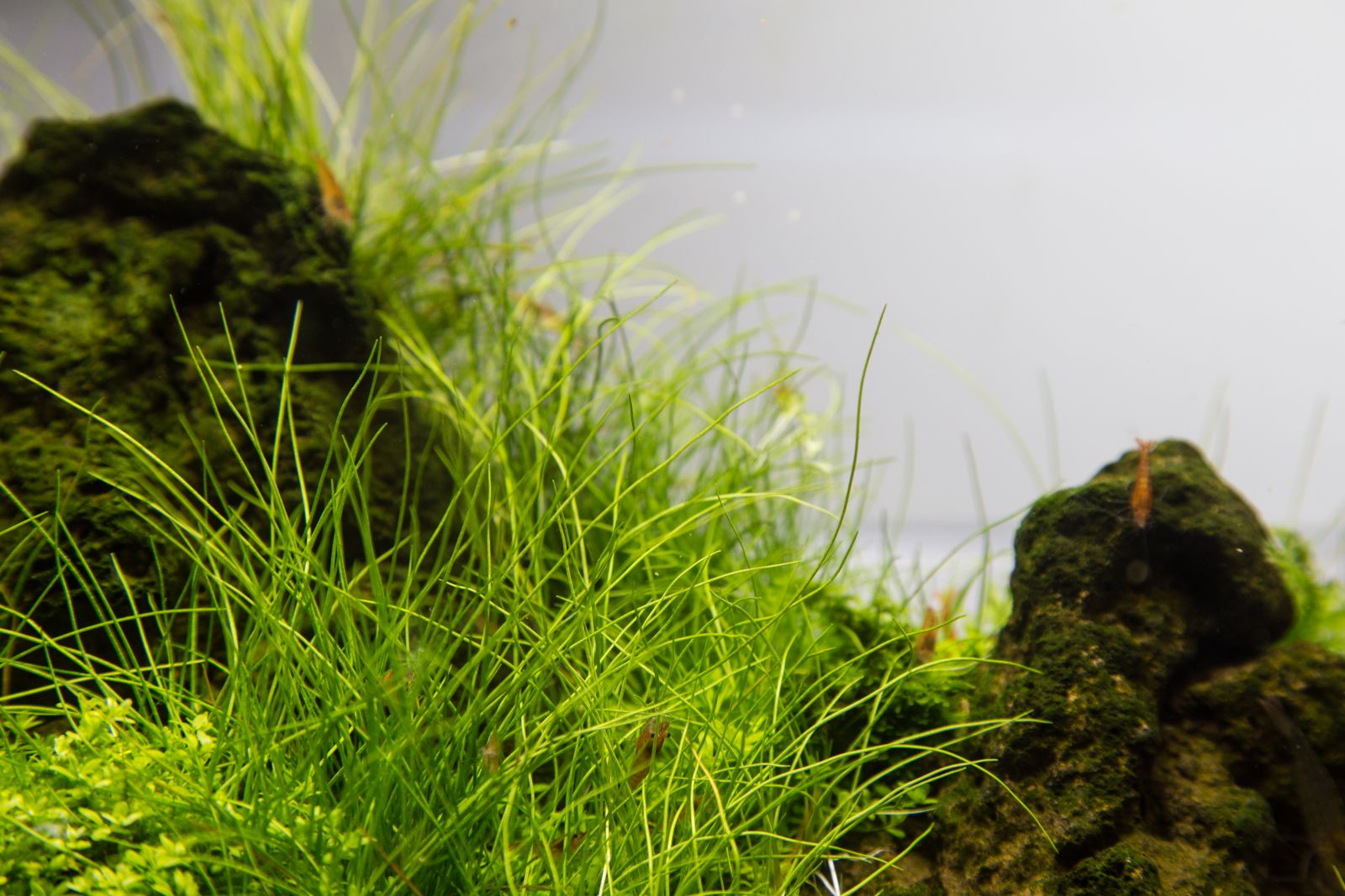 Gramineous plants -, Aquasabi