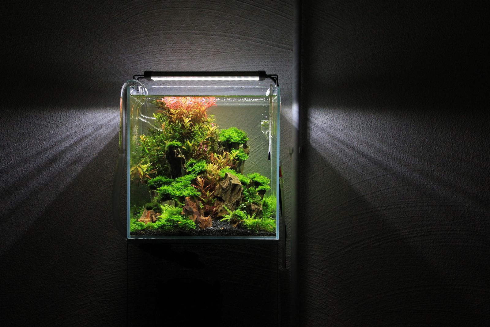 Nano aquarium Aquasabi Aquasabi Aquascaping Shop