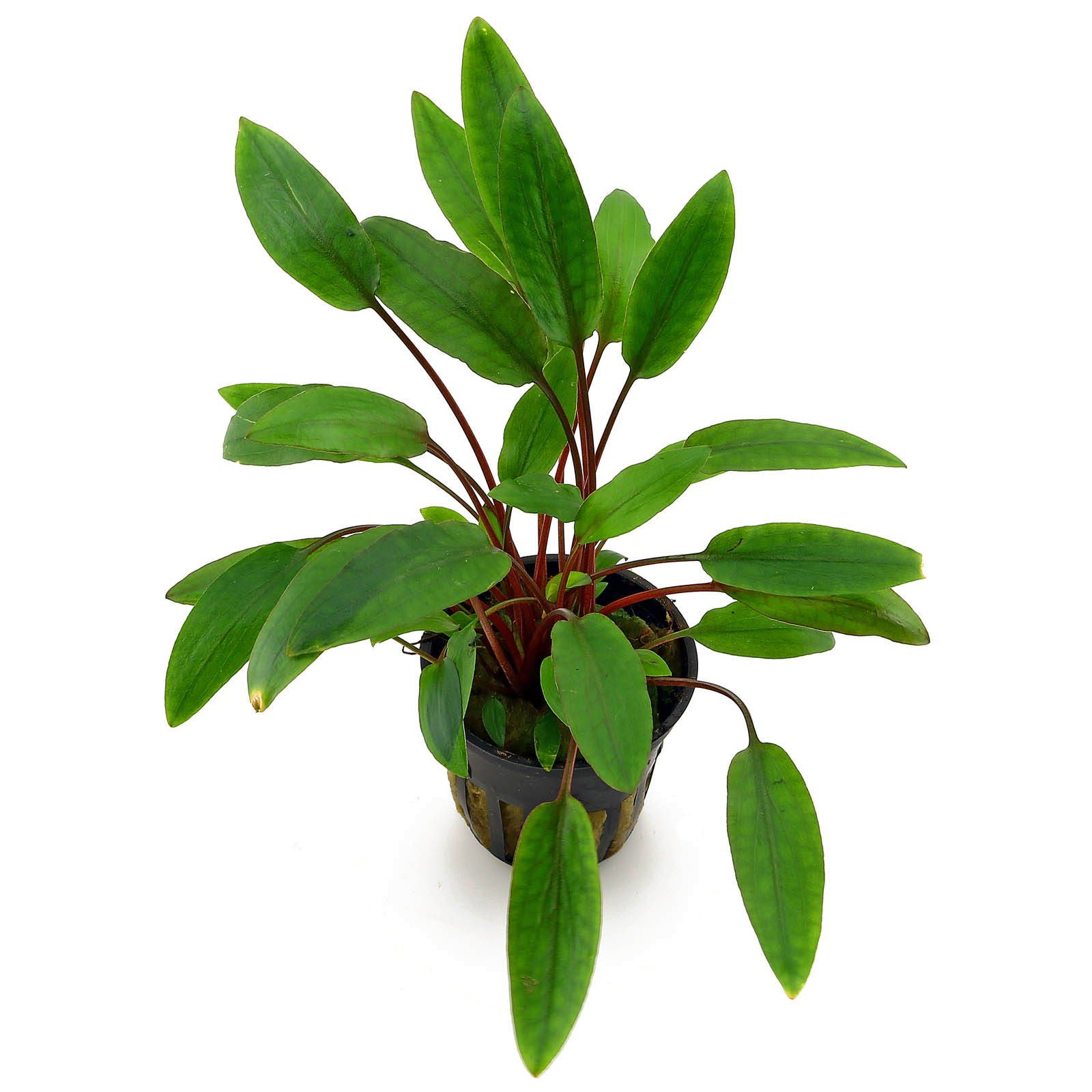 Cryptocoryne beckettii "Petchii" - Petchs Wasserkelch
