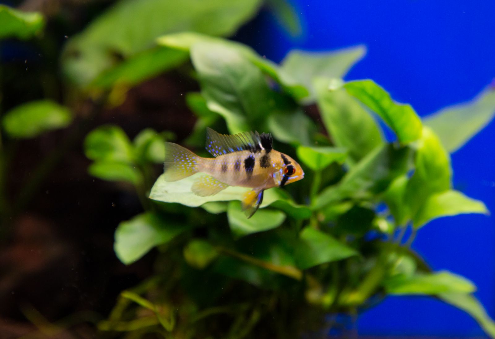 Barsche im Pflanzenaquarium Aquasabi Aquasabi Aquarium Shop