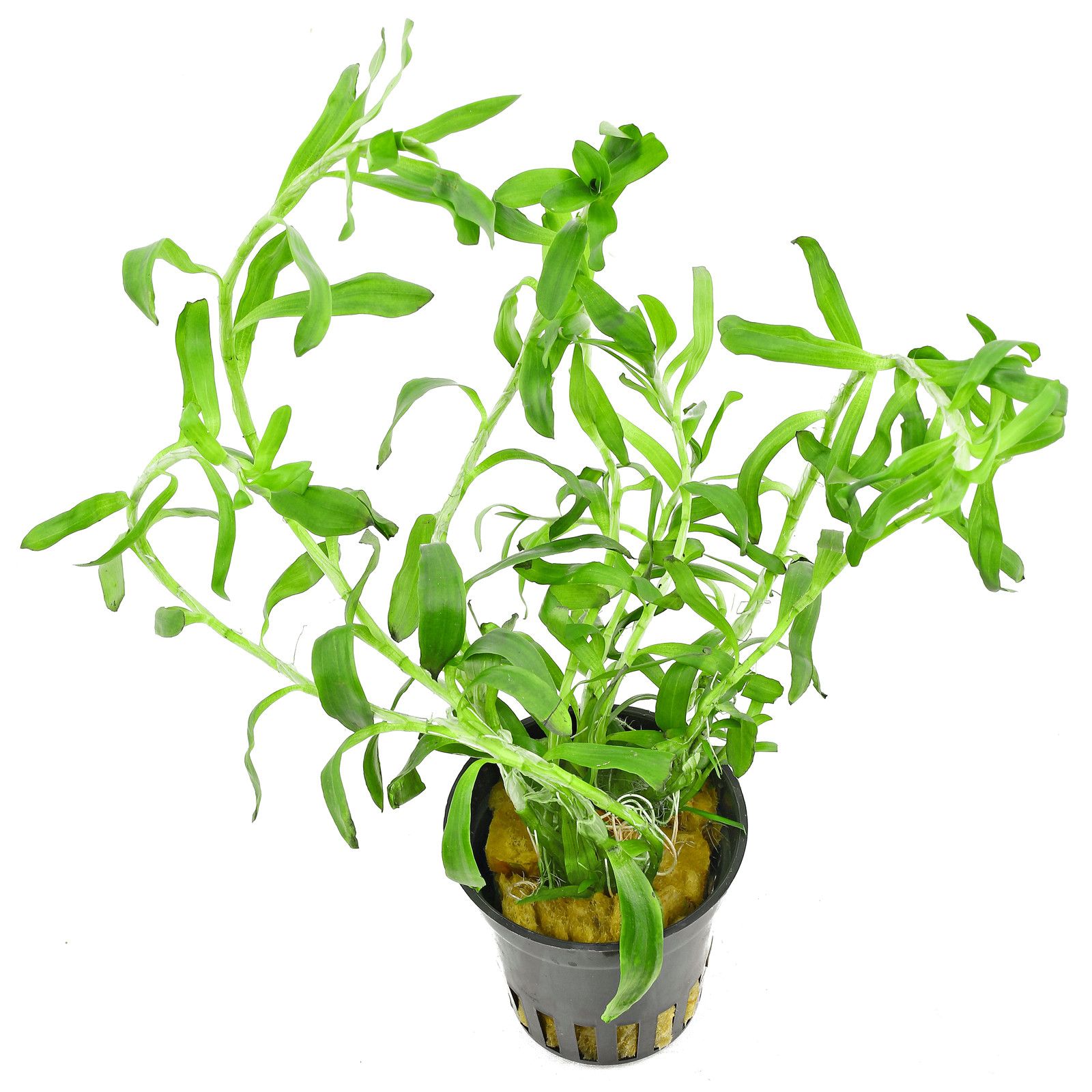 Heteranthera zosterifolia Seegrasblättriges Trugkölbchen