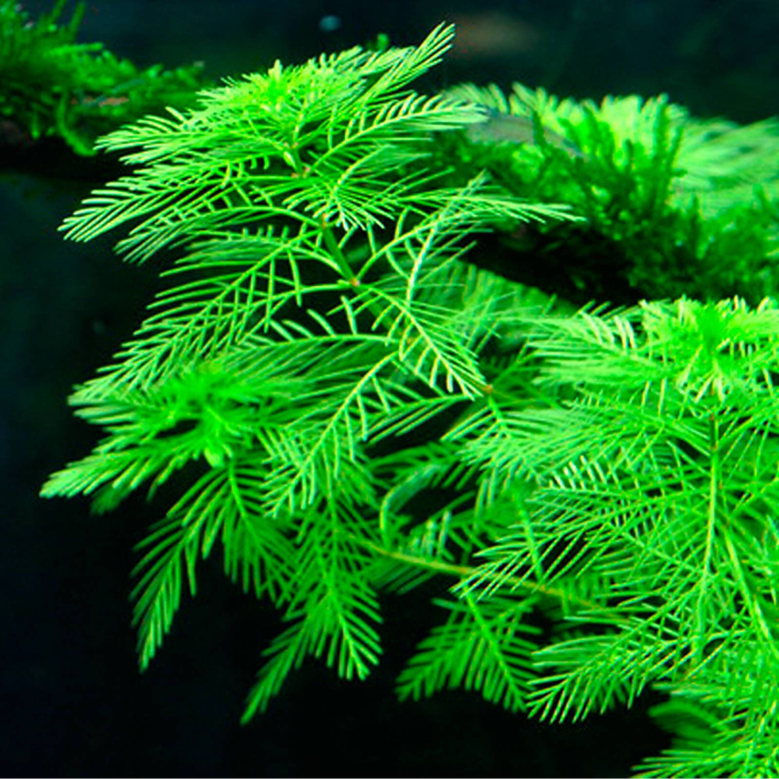 myriophyllum mattogrossense.