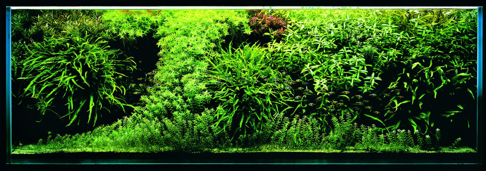 Feel the Beauty of Plant Clusters Aquasabi Aquasabi Aquascaping