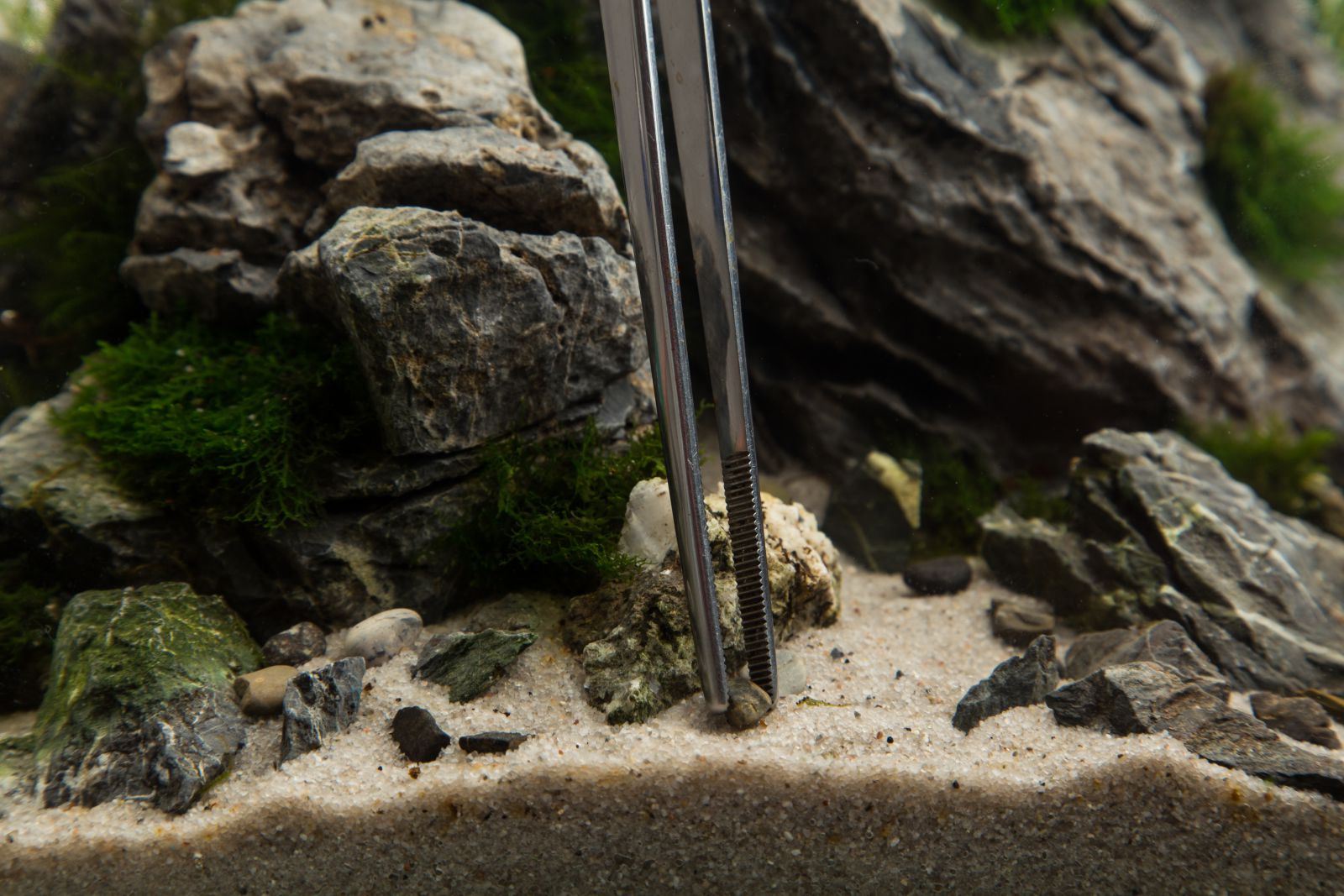Preparations for the final shot - | Aquasabi | Aquasabi - Aquascaping Shop