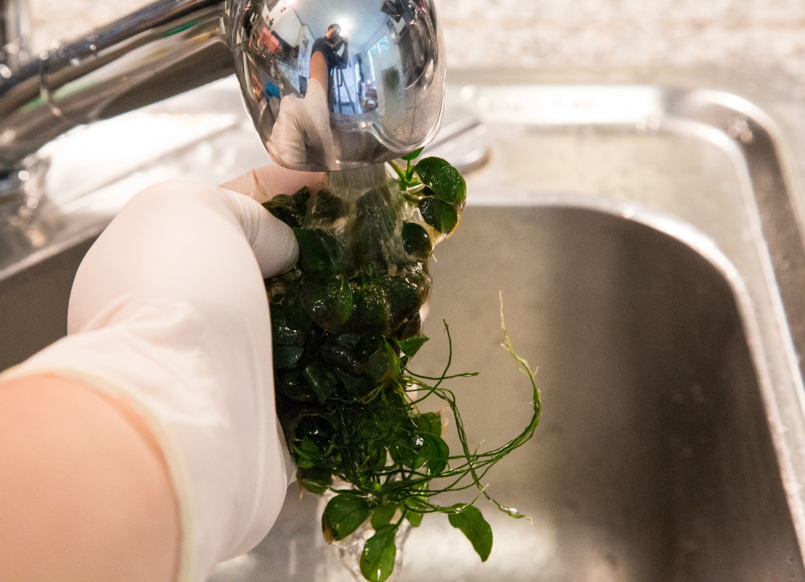 Getting rid of algae the bleach bath method Aquasabi Aquasabi