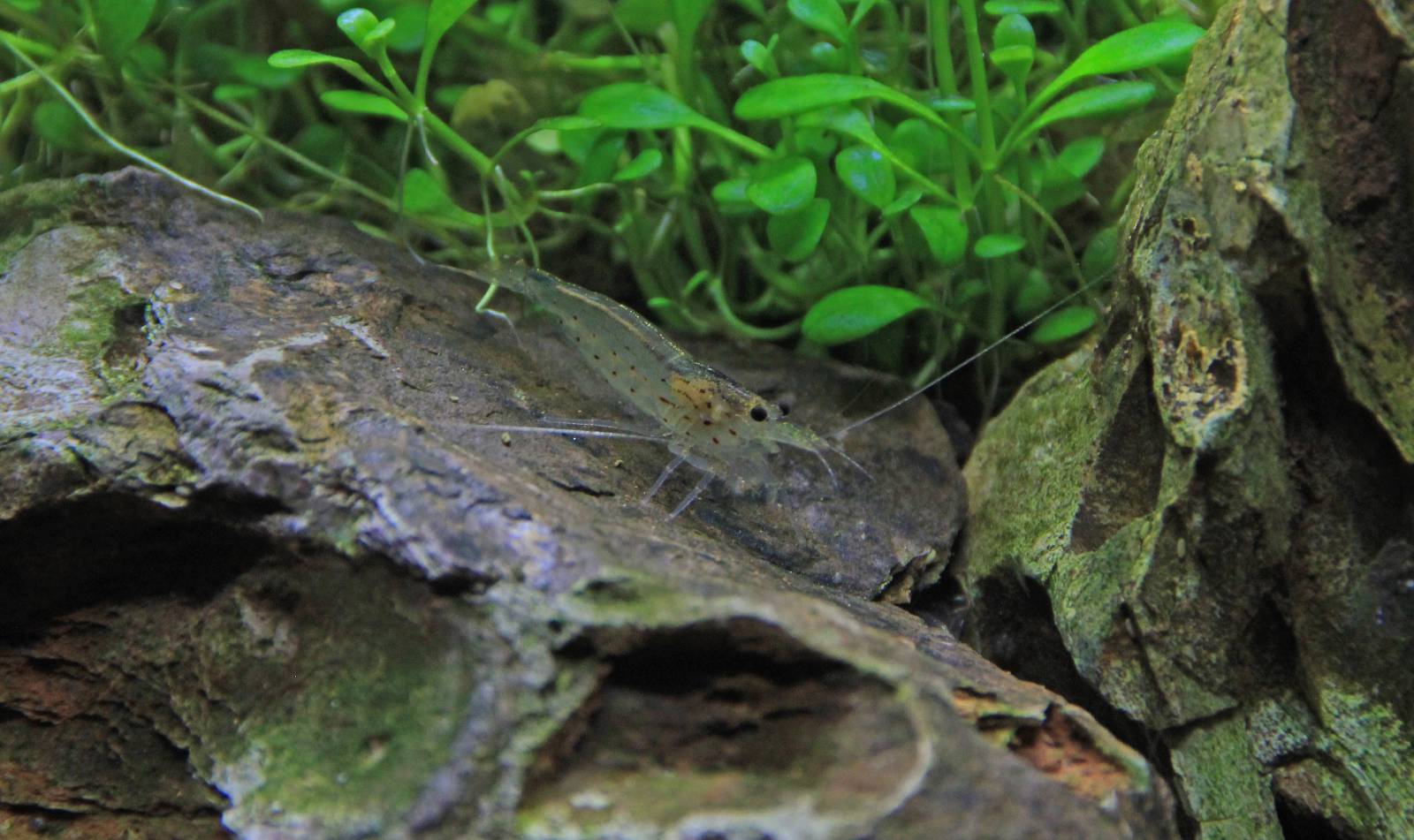 Amano shrimp