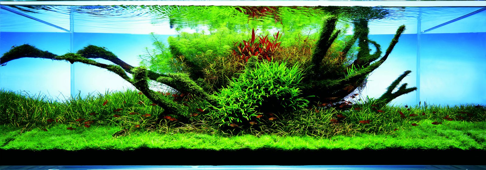 Strömung im Aquarium Aquasabi Aquasabi Aquarium Shop