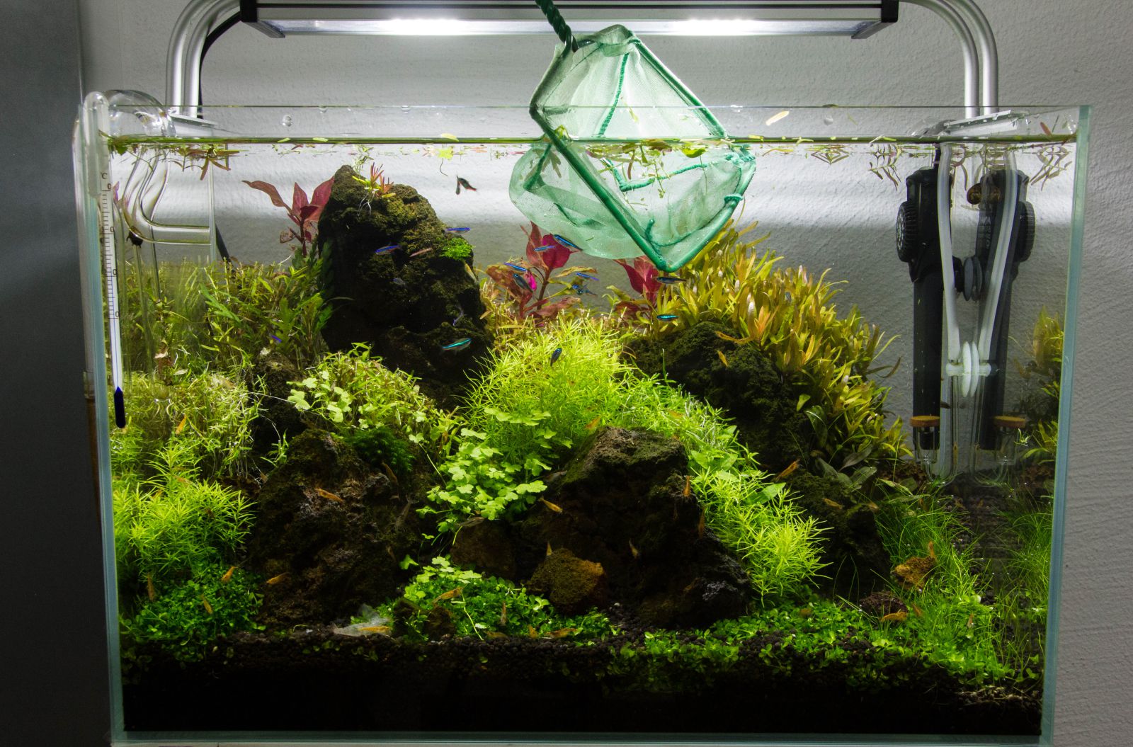 R�ckschnitt keschern