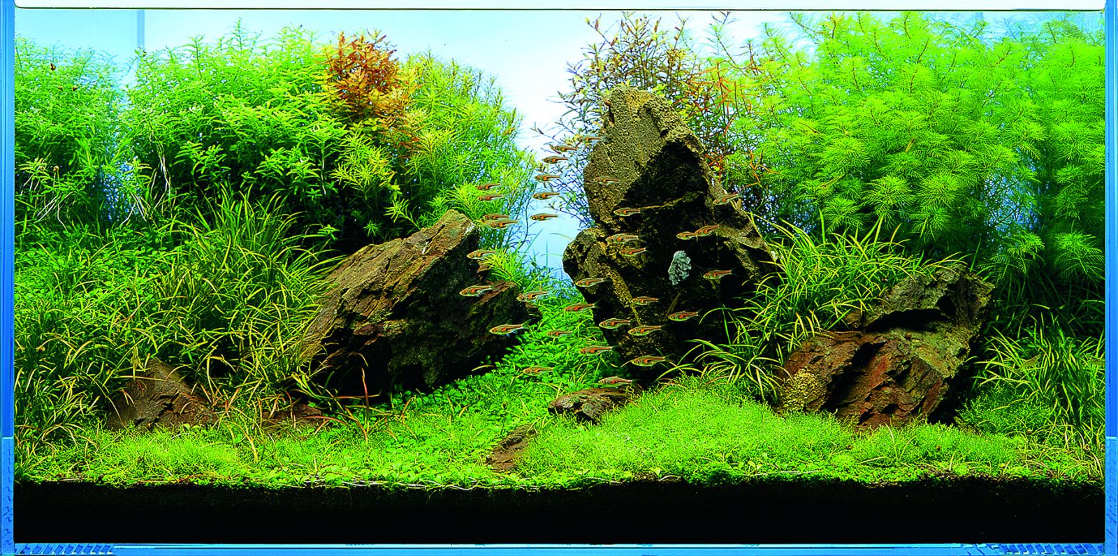 Substrate (aquarium) - Wikipedia