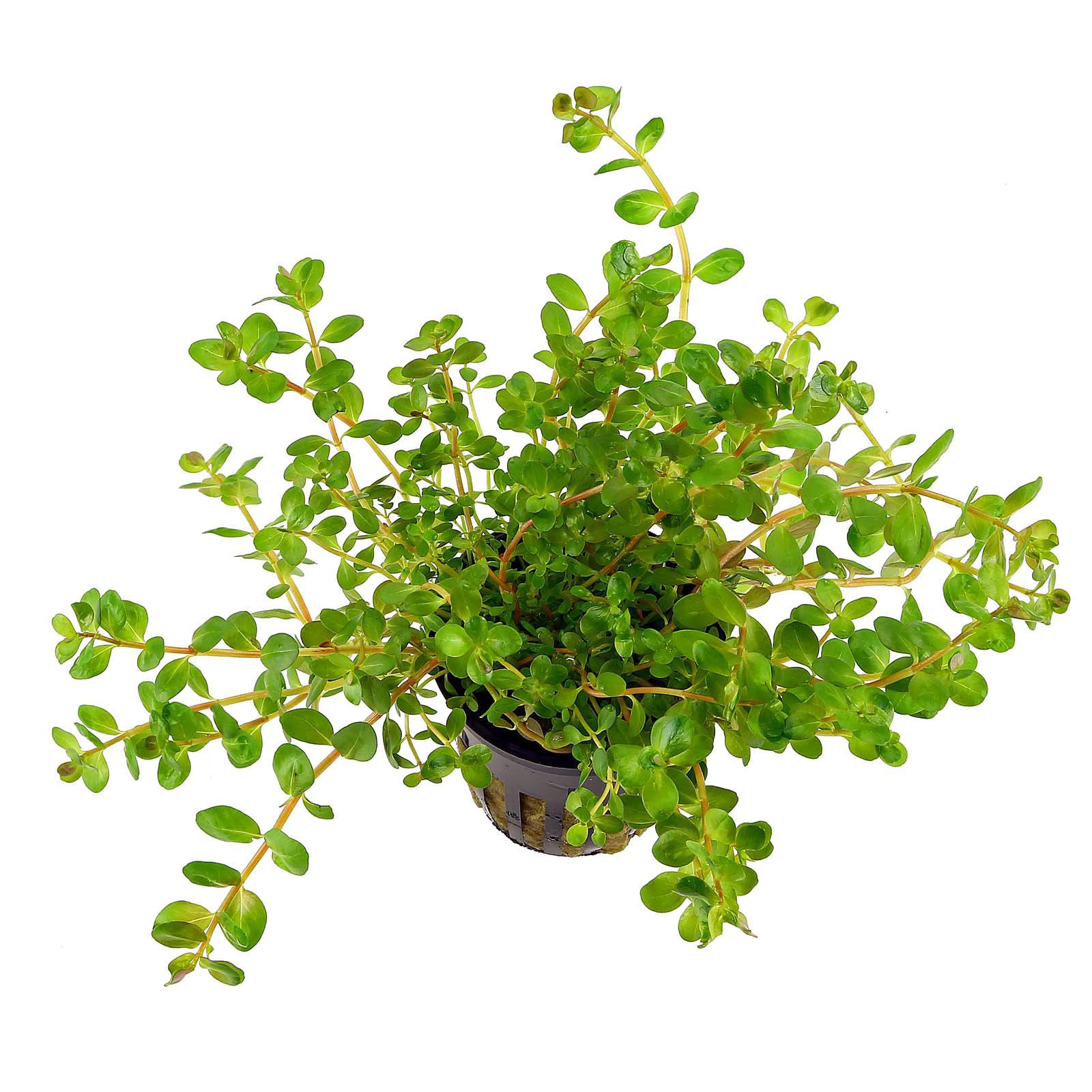 Rotala rotundifolia emers