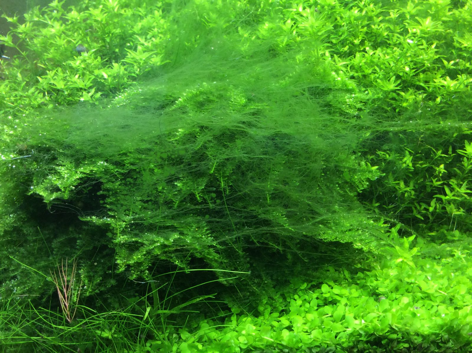 Quellmoos immergrüne Wasserpflanze ein gutes Mittel gegen Algen Algenvernichter 
