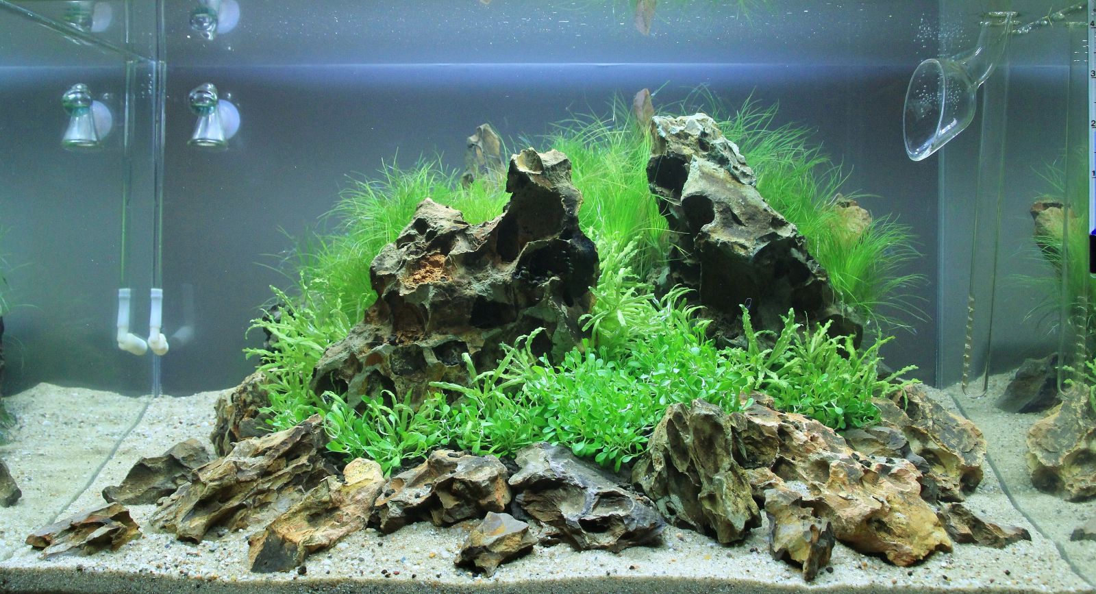 Iwagumi Aquasabi Aquasabi Aquascaping Shop