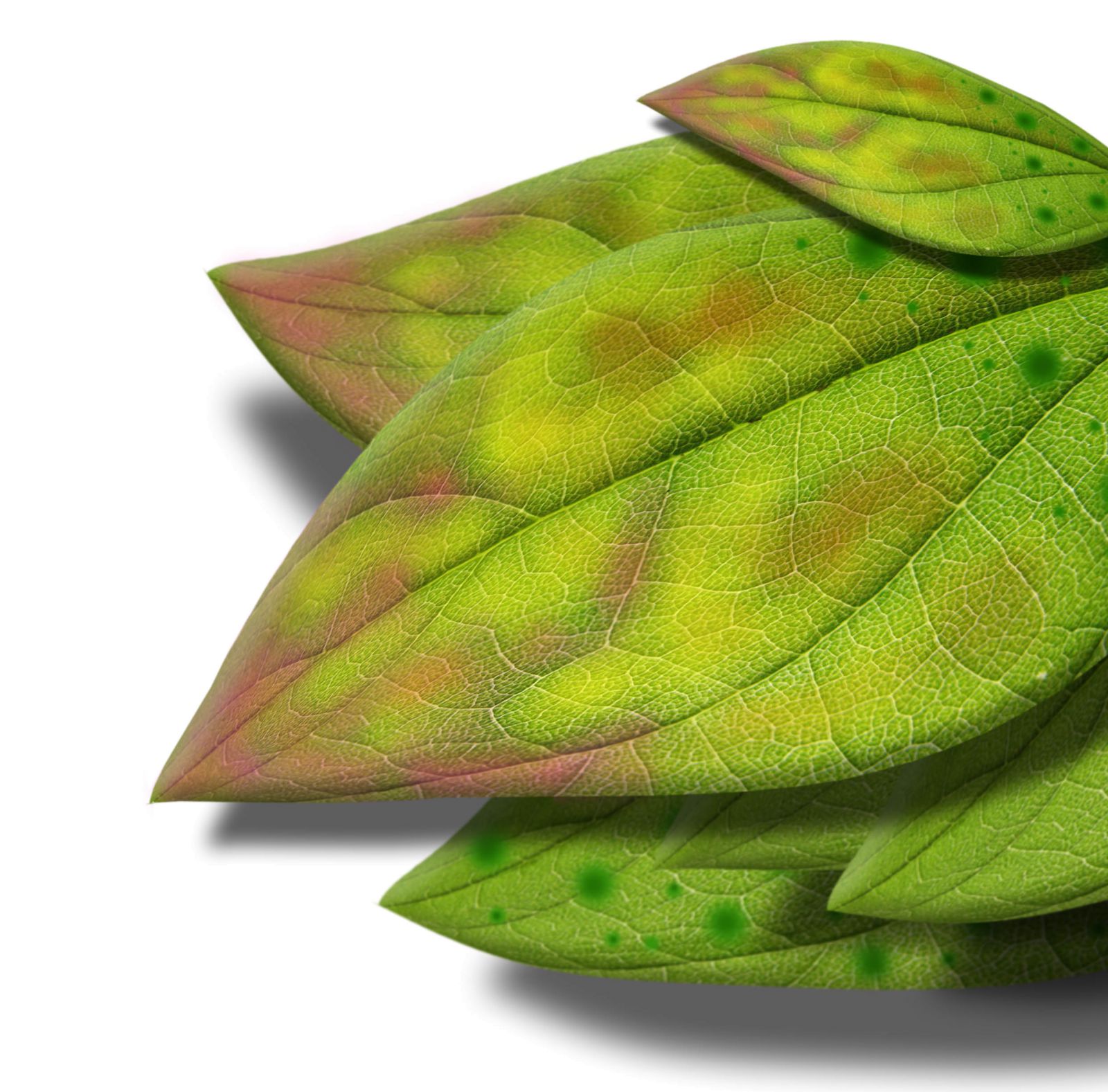 Deficiency symptoms in aquatic plants Aquasabi Aquasabi